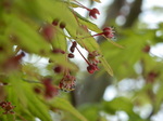 P4201124.JPG